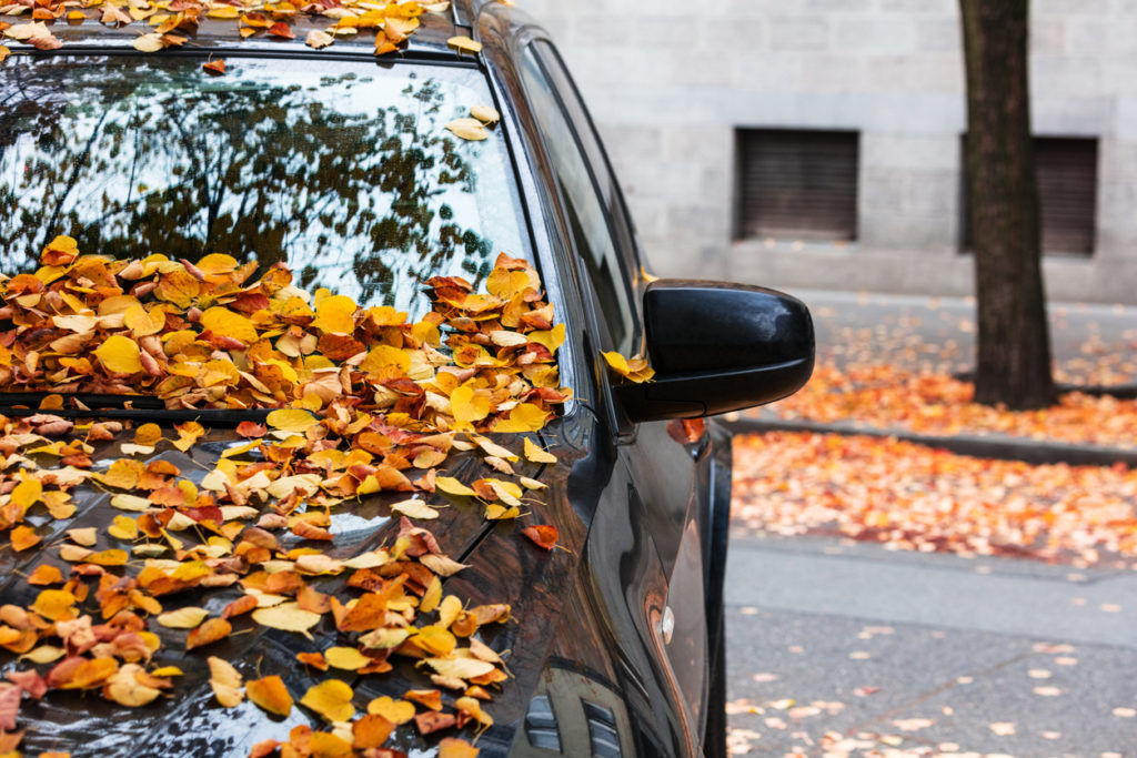 fallen leaves covering car in autumn