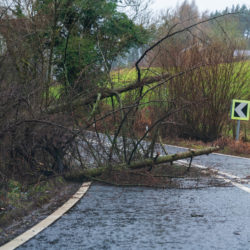 fallen tree blocking the road