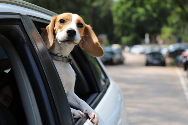 Beagle Dog having a joyride in the car backseat