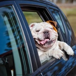 English Bulldog looking out of the car window