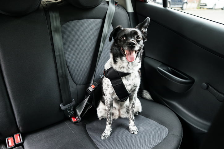 dog sitting in car seat 