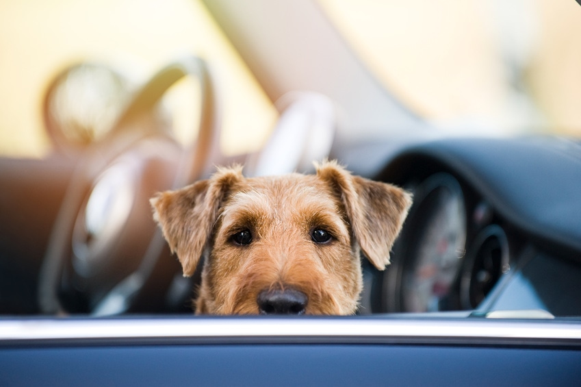Conduire avec votre chien : conseils pour qu’il soit en bonne santé et heureux sur la route