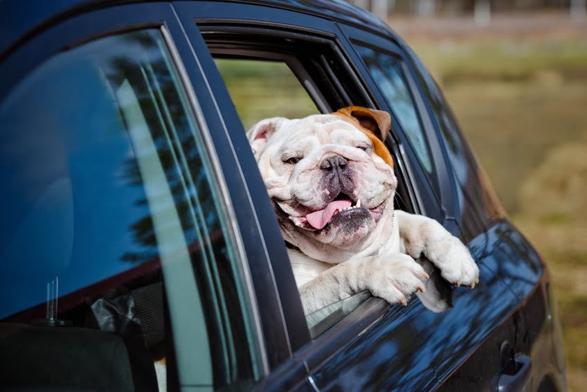 happy english bulldog in a car